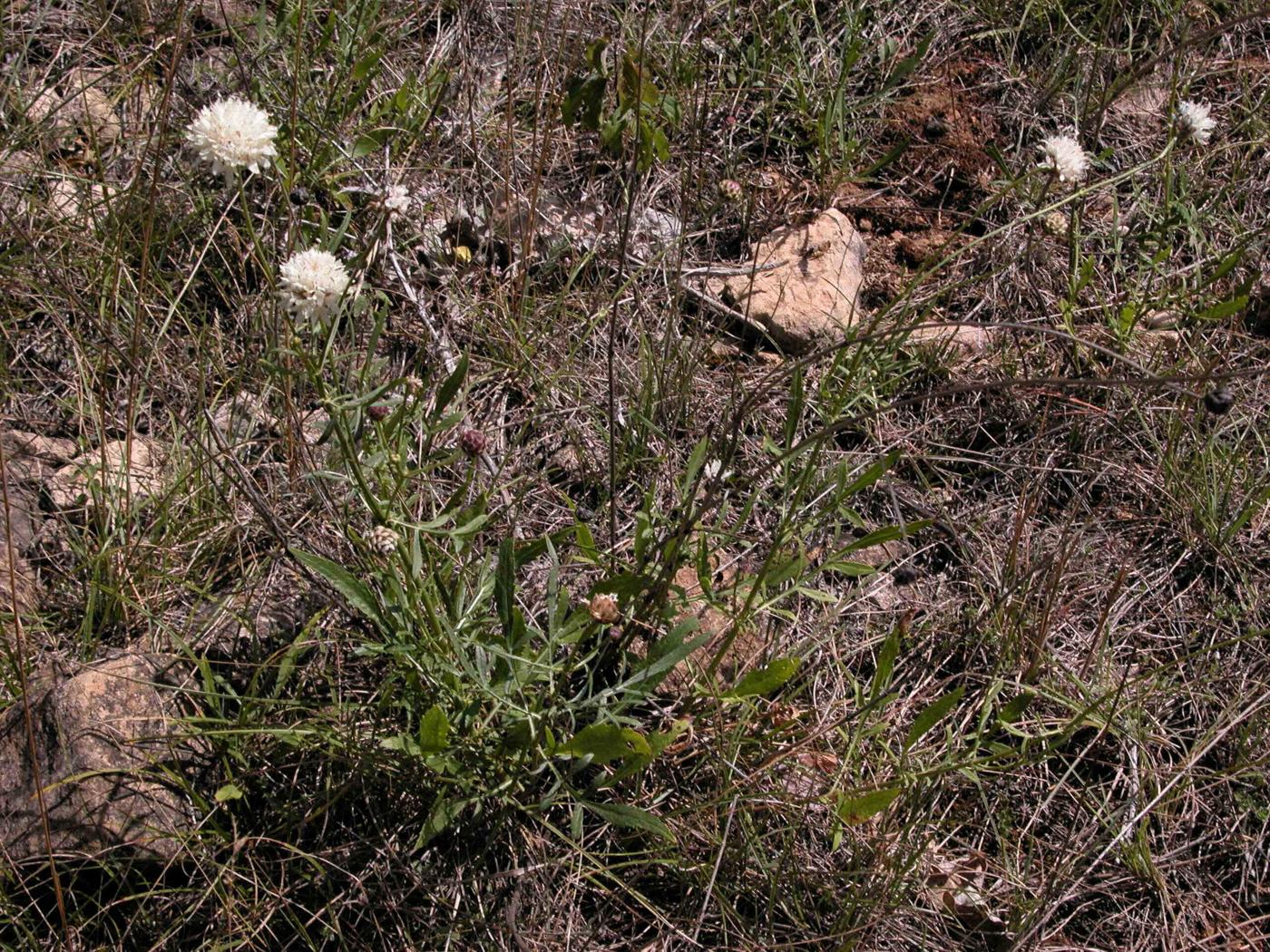 Cephalaria plant